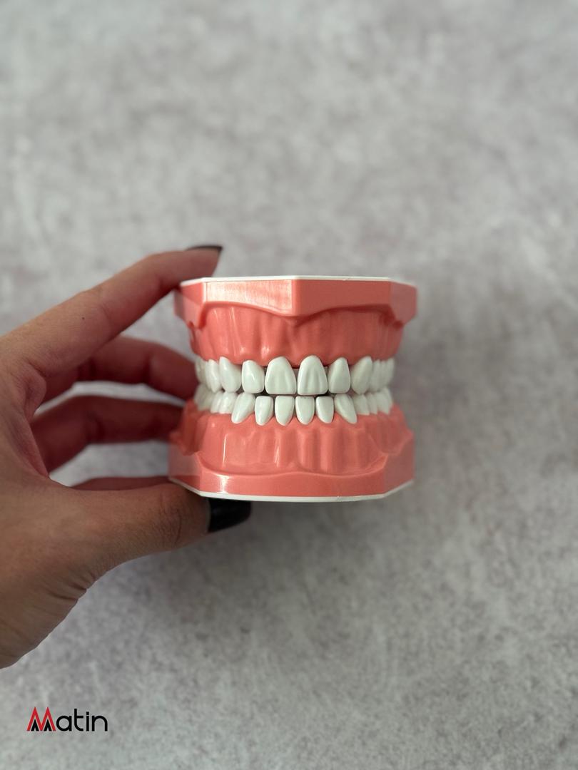 ماکت دندانپزشکی آموزشی+مدل کامل فک و دندان